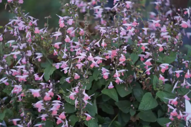 Сальвия красная «Хаммингбёрд Корал Нимф».