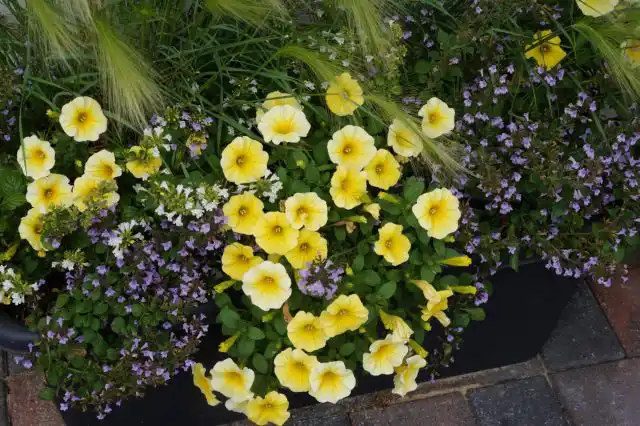 «Калиберст Еллоу» считается первым сортом петхоа для выращивания из семян.