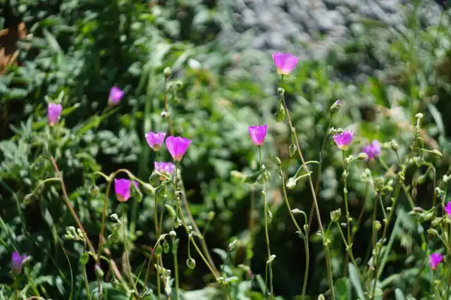 Хотя каландриния не ползет, ее можно назвать почвопокровником, потому что при близкой посадке, ее розетки полностью покрывают землю.