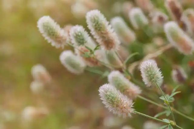 Клевер кошачий (Trifolium arvense), или клевер пашенный