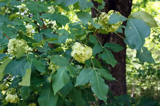 На месте цветков быстро развиваются очень похожие на вязовые круглые «монетчатые» плоды-крылатки, оставаясь на растениях долгие месяцы