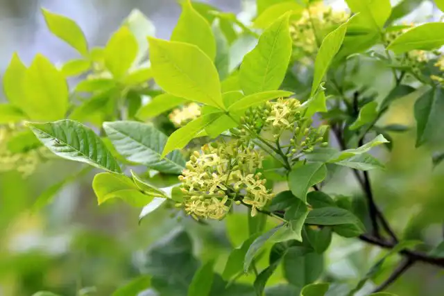 Птелея – один из кустарников, который лучше размножать семенами, а не вегетативно