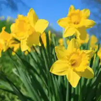Нарциссы
