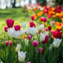 Тюльпаны