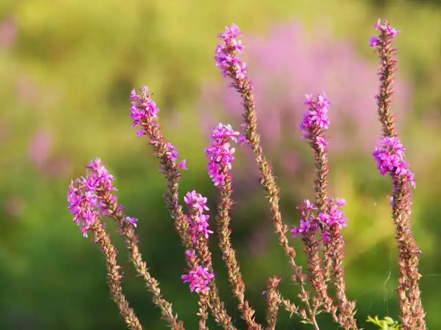 Дербенник иволистный, или пурпурный (Lythrum salicaria)