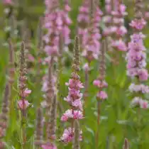 Дербенник «Блаш» (Lythrum 'Blush')