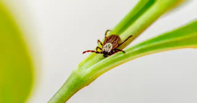 Активных особей можно найти даже в марте на бурьяне среди первых проталин, если вдруг установились температуры 8-10 градусов.
