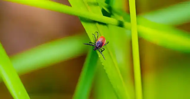 Чтобы решить проблему с клещами, вам может помочь самостоятельная обработка участка.