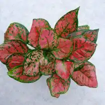 Сорт аглаонемы «Анимани Пинк» (Aglaonema 'Unyamanee Pink')