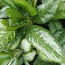 Аглаонема кудрявая (Aglaonema roebelinii)