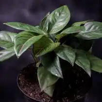 Аглаонема округлая (Aglaonema rotundum)