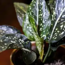 Аглаонема ребристая (Aglaonema costatum)