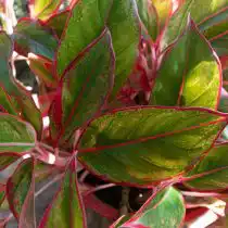 Аглаонема скромная или умеренная (Aglaonema modestum)