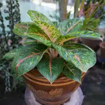 Сорт аглаонемы «Баттерфляй» (Aglaonema 'Butterfly')