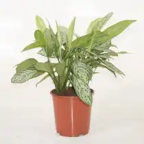 Сорт аглаонемы «Сильвер квин» (Aglaonema 'Silver queen')