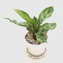«Сильвер кинг» (Aglaonema 'Silver king')