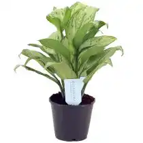 Сорт аглаонемы «Мария Кристина» (Aglaonema 'Maria christina')