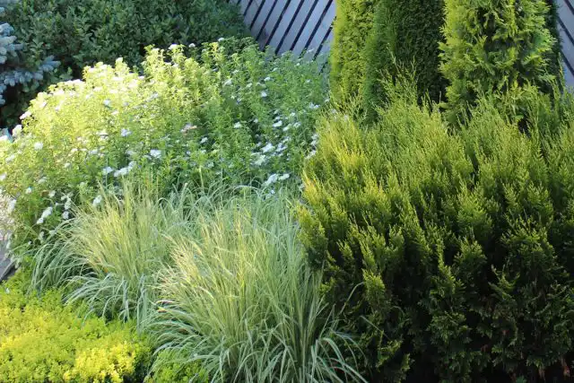 Декоративные травы разнообразны по форме кустика и габитусу.