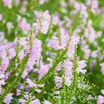 Физостегия с нежно-розовыми цветками