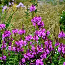 Физостегия с пурпурными цветками