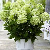 Гортензия «Вайт Лайт»