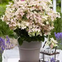 Гортензия «Полистар»