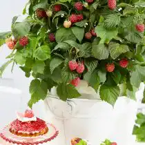 Карликовая малина «Бон Бон Берри Ямми»