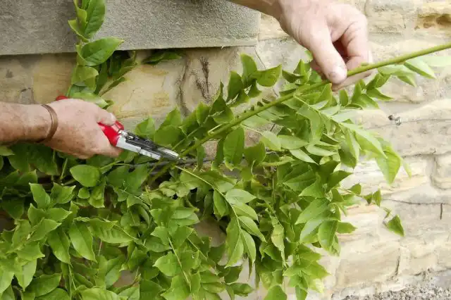 Декоративнолистные лианы часто не требуют специальной обрезки, иногда их лишь ограничивают в росте