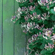 Молодая жимолость Каприфоль