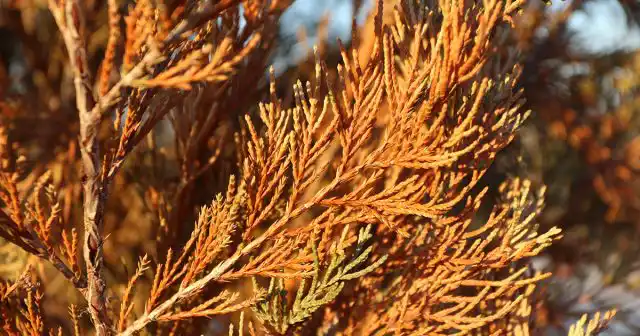 В средней полосе широко распространено такое явление, как весеннее иссушение хвойных.