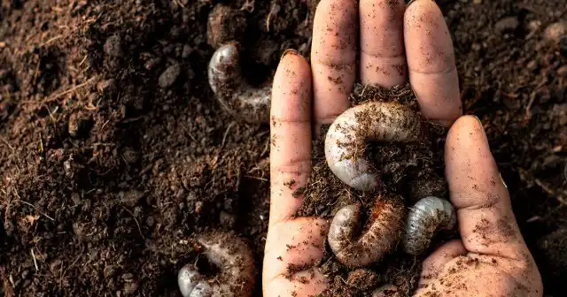 Некоторые виды вредителей корней и древесины способны вызывать быстрое пожелтение хвои и даже гибель растений.