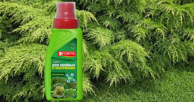 Средство от покоричневения Bona Forte содержит не только азот, магний и железо, но и группу витаминов и янтарную кислоту, которые обеспечивают быстрое восстановление хвои.