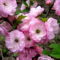 Луизеания "Памяти Мехмета"