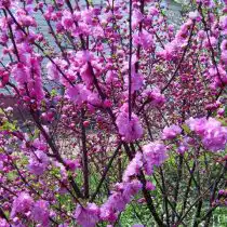 Луизеания "Раскрасавица"