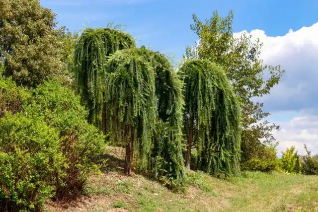 Композиция из лиственниц европейских «Репенс»