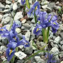 Ирис сетчатый: 10-15 см