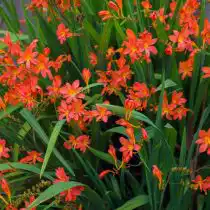 Крокосмия: 10 см или в три раза больше их глубины