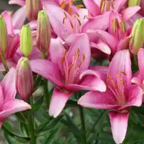 Лилии: 15 см или в три раза больше их глубины