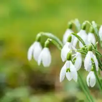 Подснежники: 10 см или в три раза больше их высоты