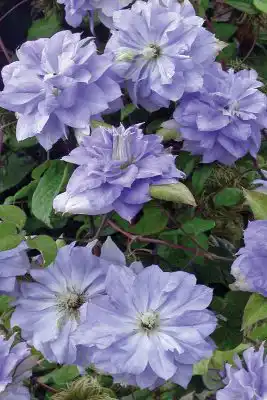 Клематис «Мазури»