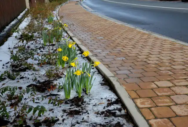 Большинство многолетников можно полностью освобождать от укрытия уже в середине апреля