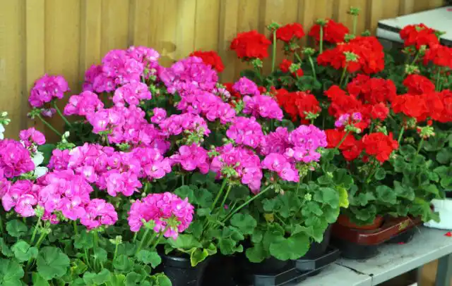 Герань (пеларгония)