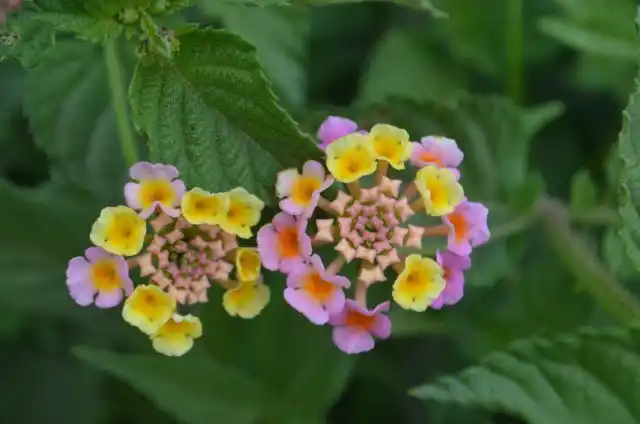 Лантана Камара