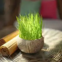 Лемонграсс