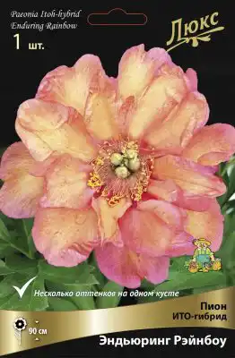 ИТО-Пион «Эндьюринг Рэйнбоу» (Paeonia Itoh ‘Enduring Rainbow’)