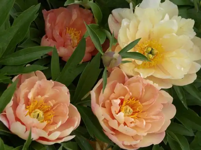 ИТО-Пион «Сингинг ин зе Рейн» (Paeonia Itoh ‘Singing in the Rain’)