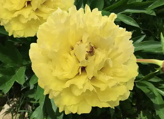 ИТО-Пион «Сонома Гало» (Paeonia Itoh ‘Sonoma Halo’)