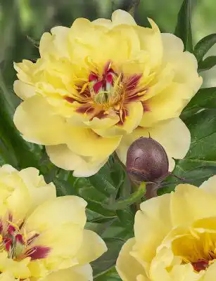 ИТО-Пион «Йеллоу Уотерлили» (Paeonia Itoh ‘Yellow Waterlily’)