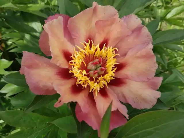 ИТО-Пион «Курт Джестер» (Paeonia Itoh ‘Court Jester’)