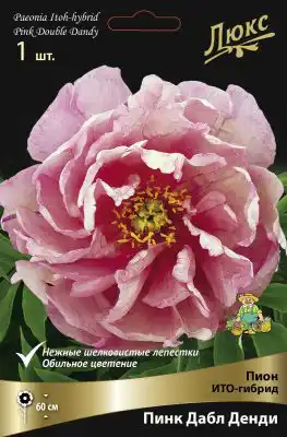 ИТО-Пион «Пинк Дабл Денди» (Paeonia Itoh ‘Pink Double Dandy’)